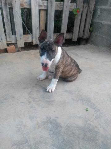Lindo filhote de Bull terrier - Foto 2