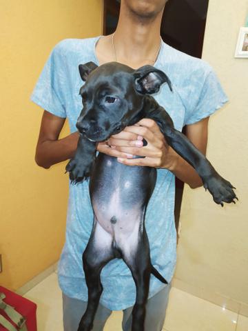 Filhote American Bully