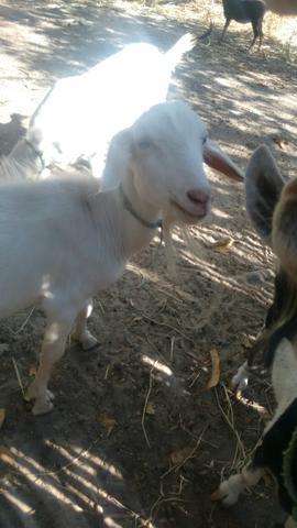 Cabras e bode
