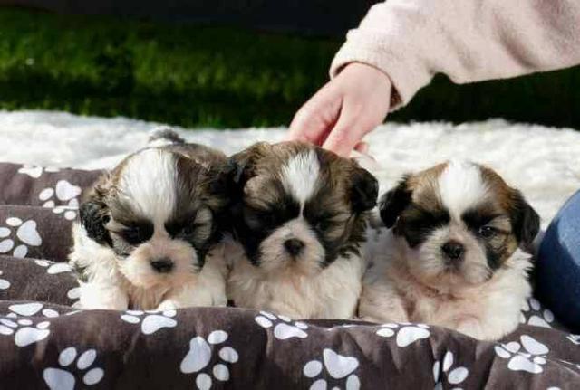 Filhote de shihtzu - Foto 2