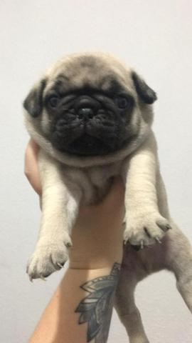 Filhotes de pug