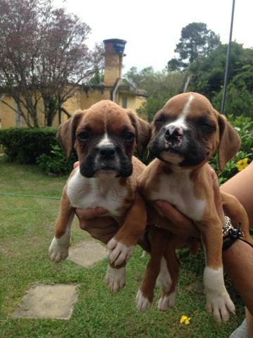 Lindos Filhotes Boxer