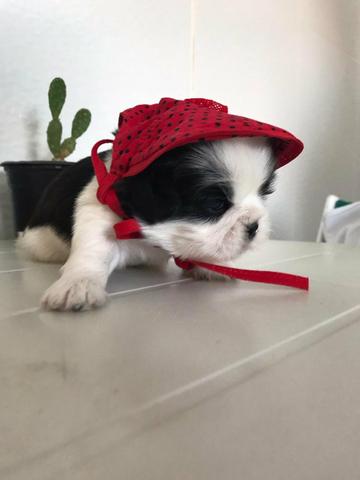Shih Tzu - Foto 3
