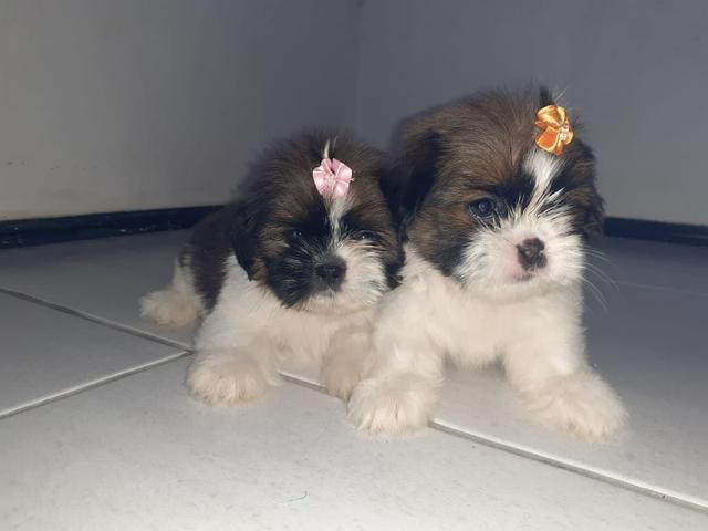 Lindas fêmeas de shih tzu mini