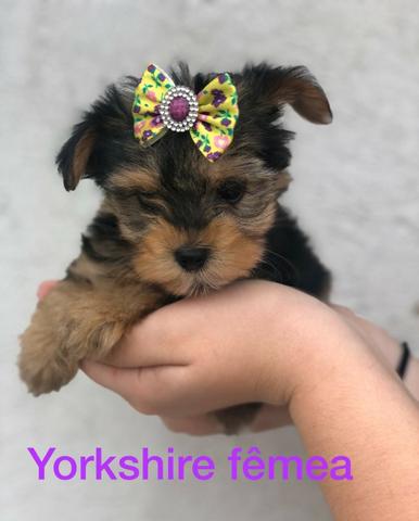 Filhotes de york femea