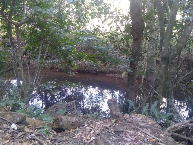 Fazenda e Cotas para Reposição Florestal - Foto 8