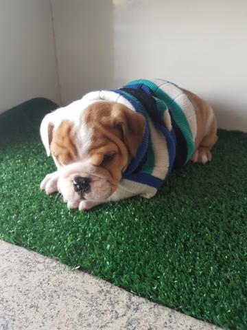 Buldogue inglês macho - Foto 2
