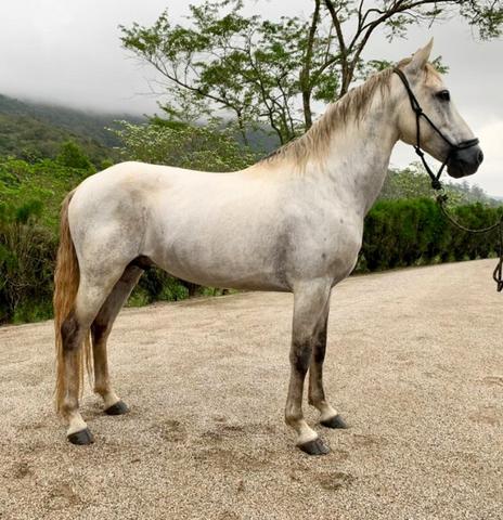Mangalarga Marchador puro! Cavalo de presença, grande! Ideal para cavalgadas ou charrete! - Foto 2