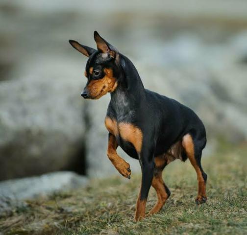 Pinscher fêmea - Foto 2