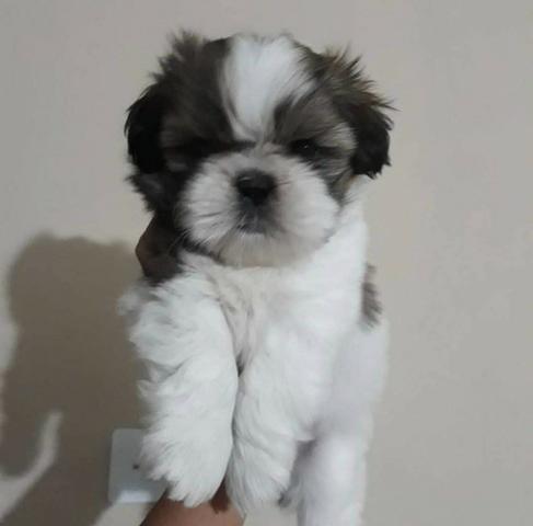 Shih tzu entrega imediata