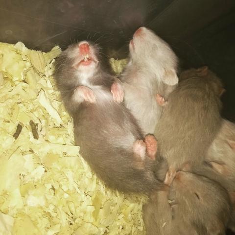 Hamster Sírio de pelúcia - Foto 2