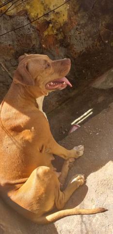 Último pitbull da ninhada