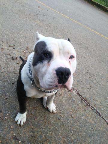 American Bully macho p cruza - Foto 2