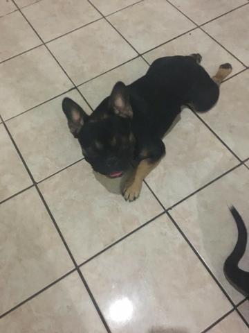 Bulldog Frances - Foto 5