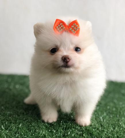 !!! Ofertas !!! Lulu da pomerania anão femeas - Foto 2
