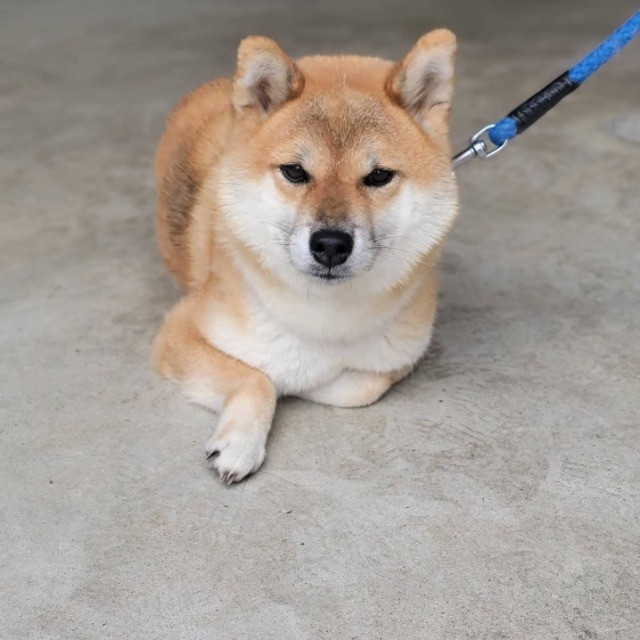 Shiba lindos filhotes disponível a pronta entrega e encomenda fêmea e macho!!!!