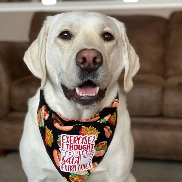 Labrador lindos filhotes disponível a pronta entrega