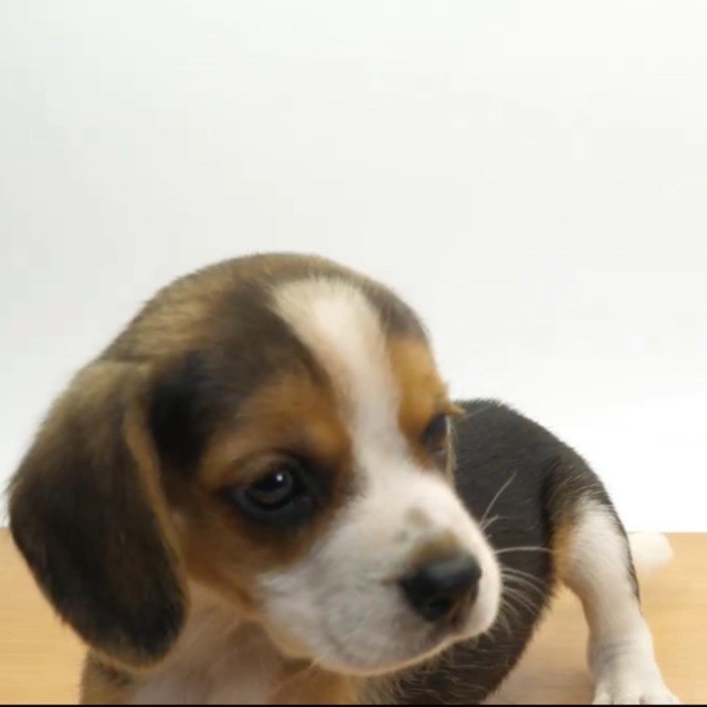 Beagle lindos filhotes disponível a pronta entrega