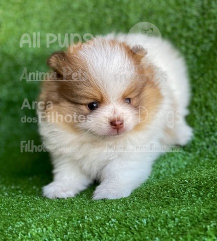 Spitz Alemão, filhotes com garantias especiais!! - Foto 3