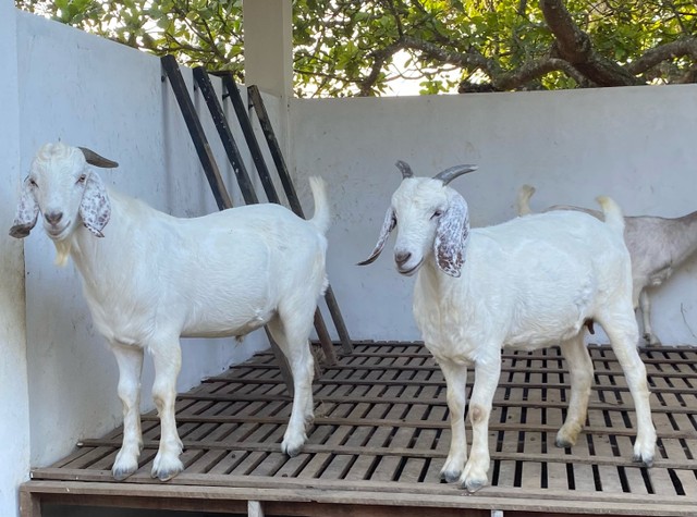 01 Bode e 02 cabras raça Savana registrado 