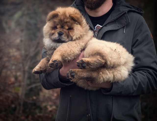 Chow chow lindos filhotes disponível a pronta entrega e encomenda fêmea e macho!!!!