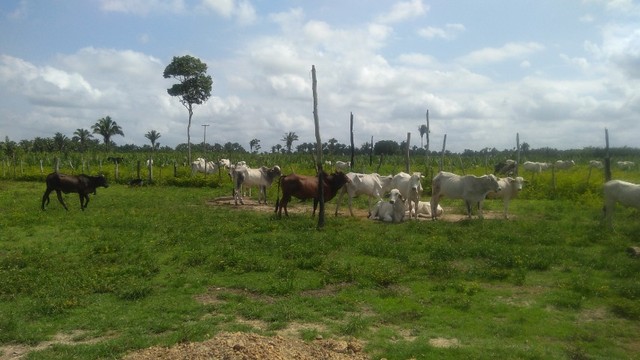 Fazenda em  Cantanhede-MA - Foto 2