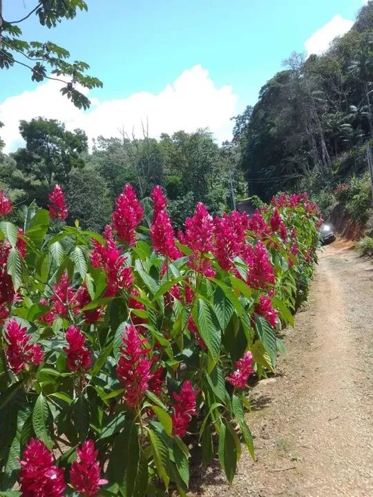 foto - Palhoça - Aririú da Formiga