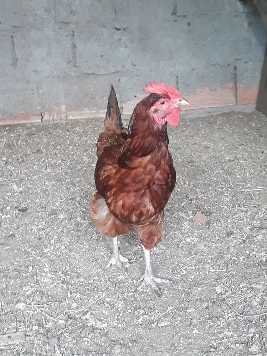 Galinha - Foto 3