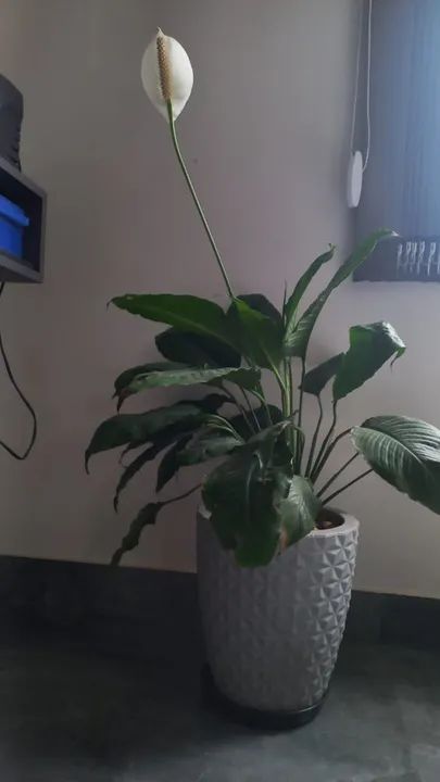 Planta Spathiphyllumi ou lírio-da-paz - Foto 2