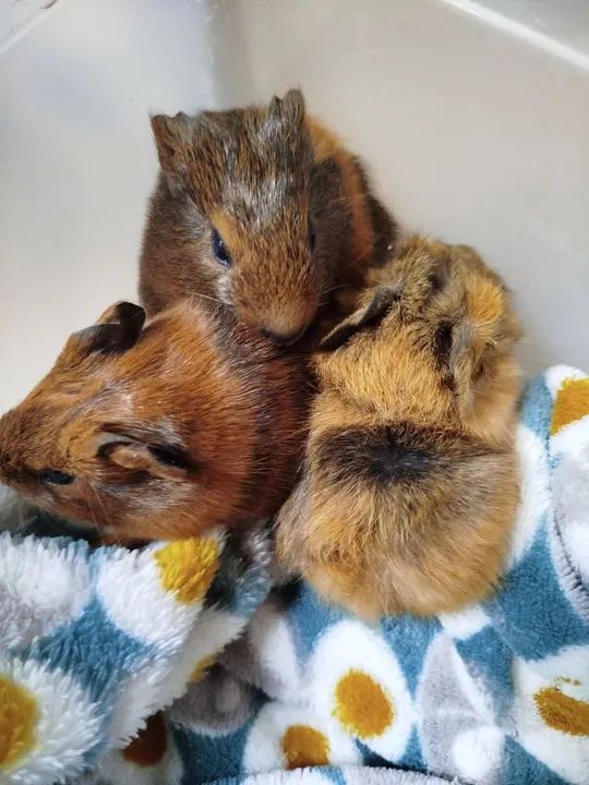 Filhote Porquinho da Índia 