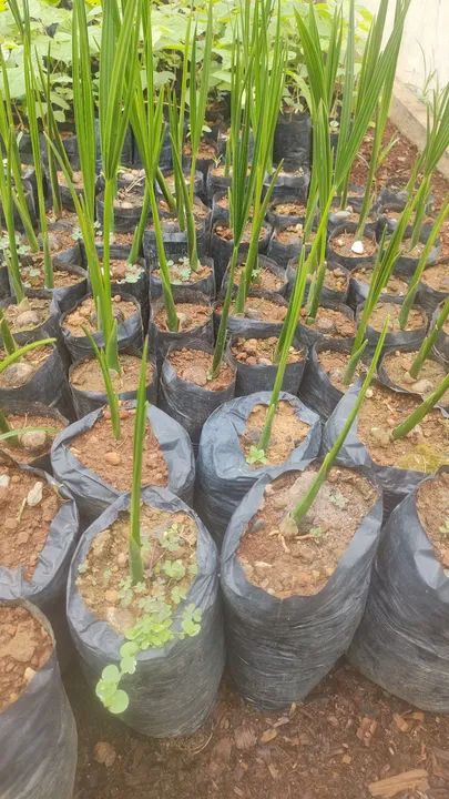 Mudas de arvores nativas - Foto 3