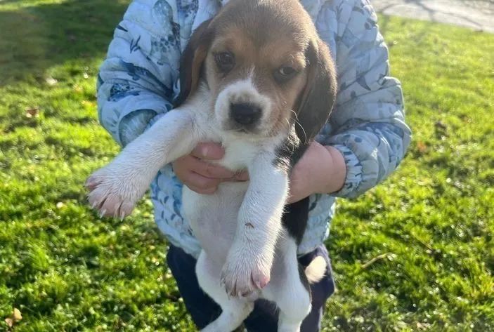 Beagle tricolor entre em contato lindos filhotes 