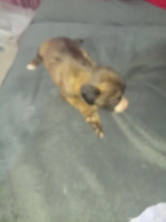 Filhotes de raça não definida - Foto 2