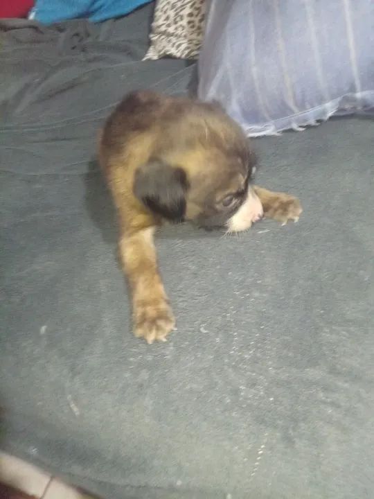 Filhotes de raça não definida - Foto 5