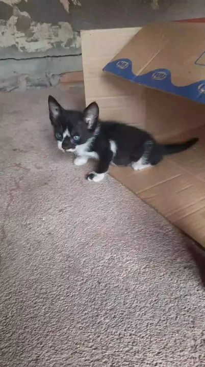 Doação de Gatinhos - Foto 3