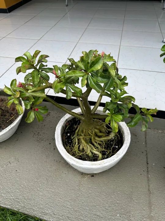 Rosas do deserto com vasos - Foto 4