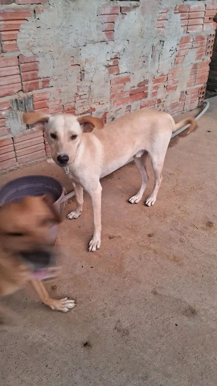 Cão de porte médio para adoção