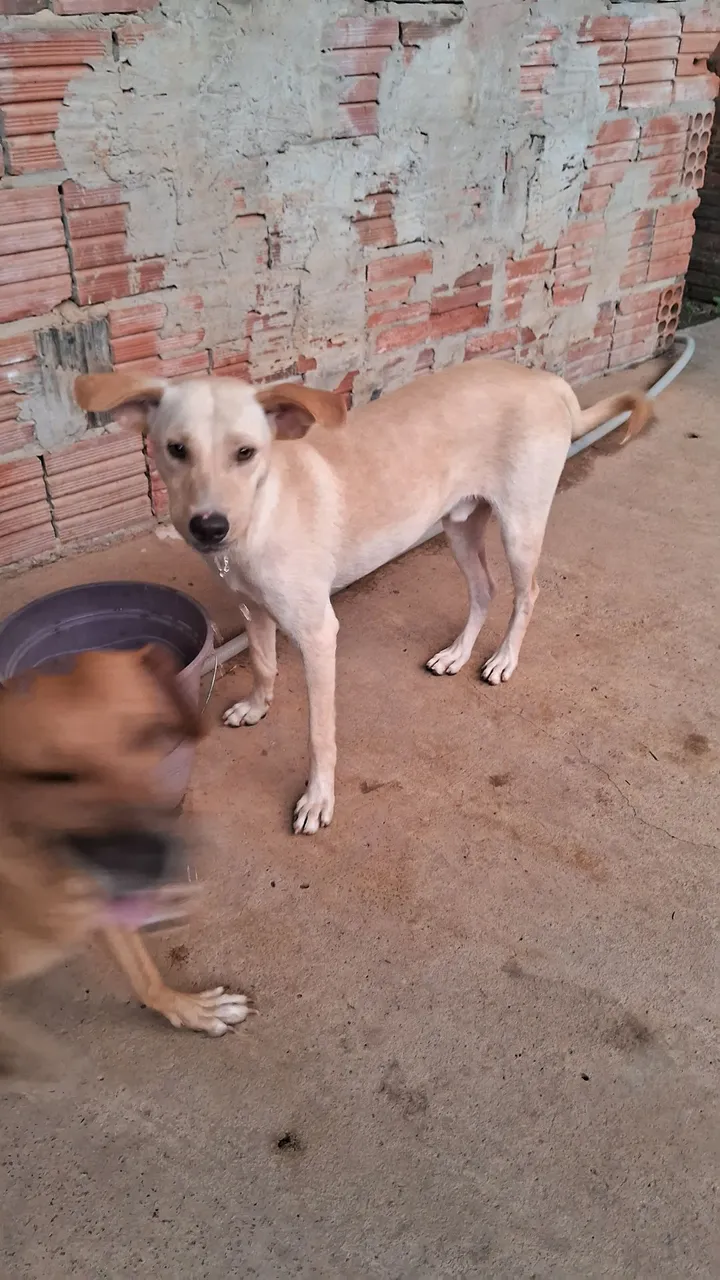 Cão de porte médio para adoção