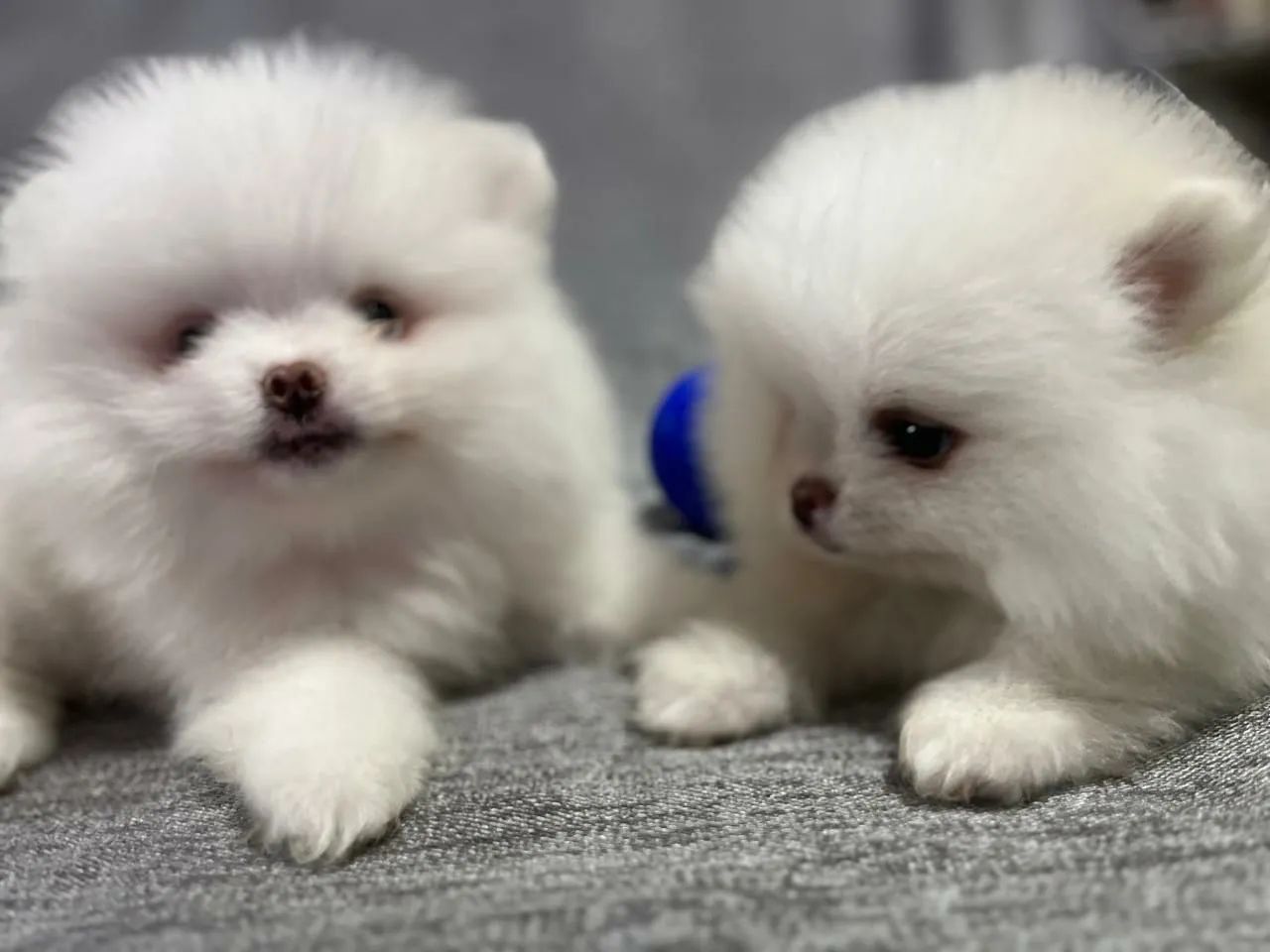 Spitz Alemão (Lulu da Pomerânia) - Foto 2