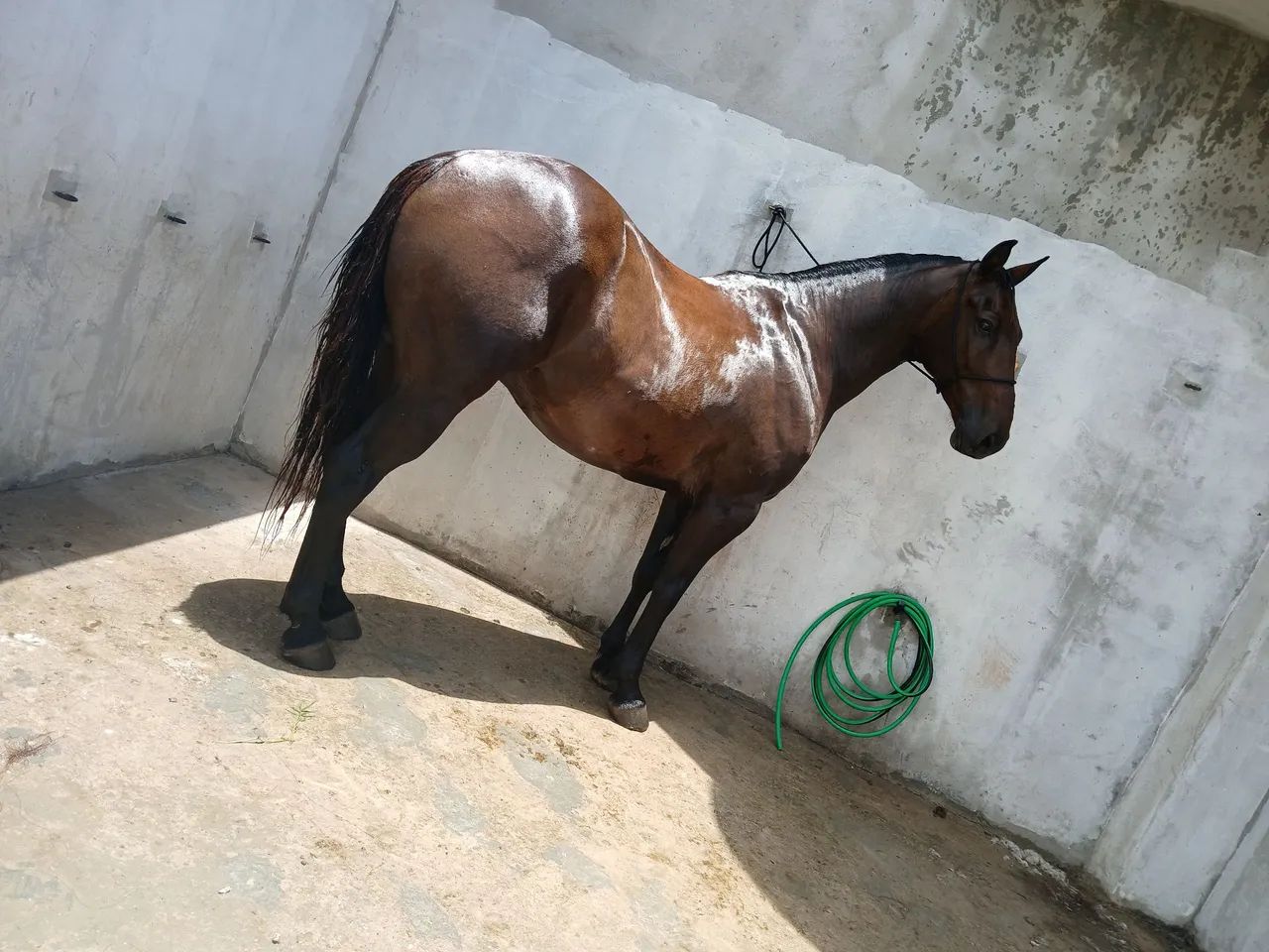 Vedo cavalo iniciado na esteira  - Foto 2