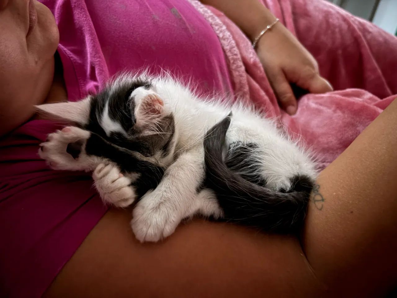 Adoção responsável  - Foto 2