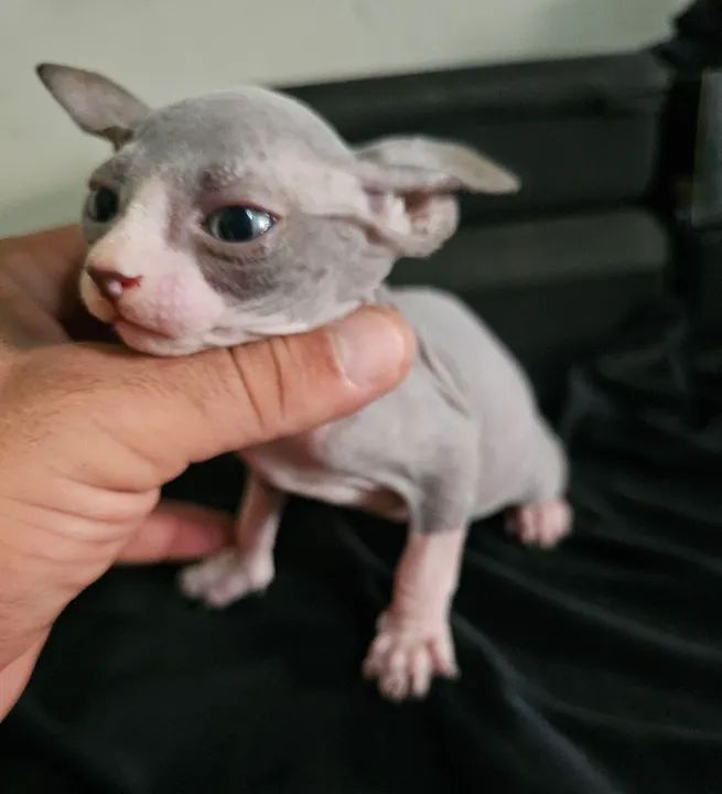 Sphynx macho bicolor  - Foto 2