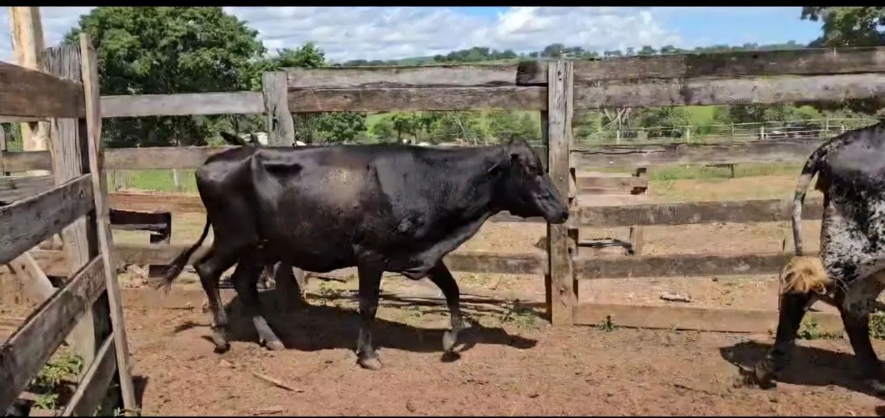 Plantel de gado leiteiro girolando - Foto 2