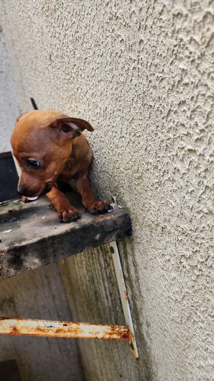 Filhote de Pinscher Fofo n1 macho