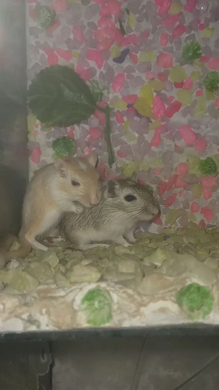 Gerbil / Esquilo da mongólia ! - Foto 2