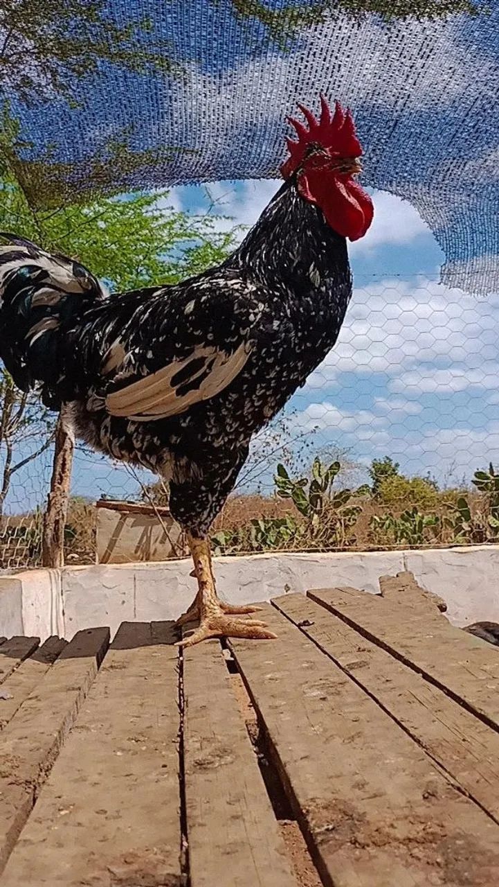 Galinha balao tradicional -  Linda plumagem! - Foto 4