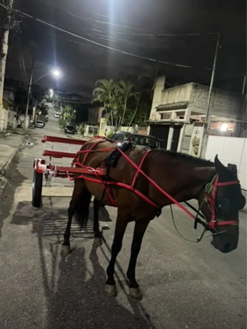 VENDO CAVALO DE CHARRETE COMPLETO - Foto 2