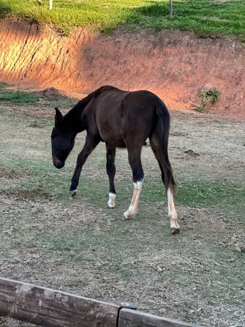 Burro de patrão manso para venda  - Foto 4