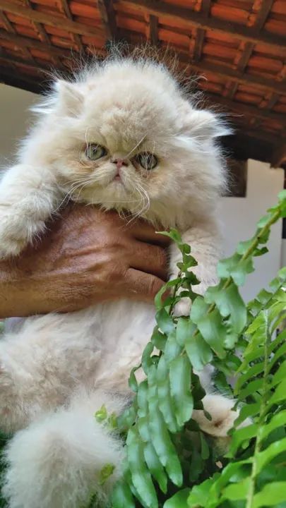 Gatinhos Persa super fofos - Foto 3