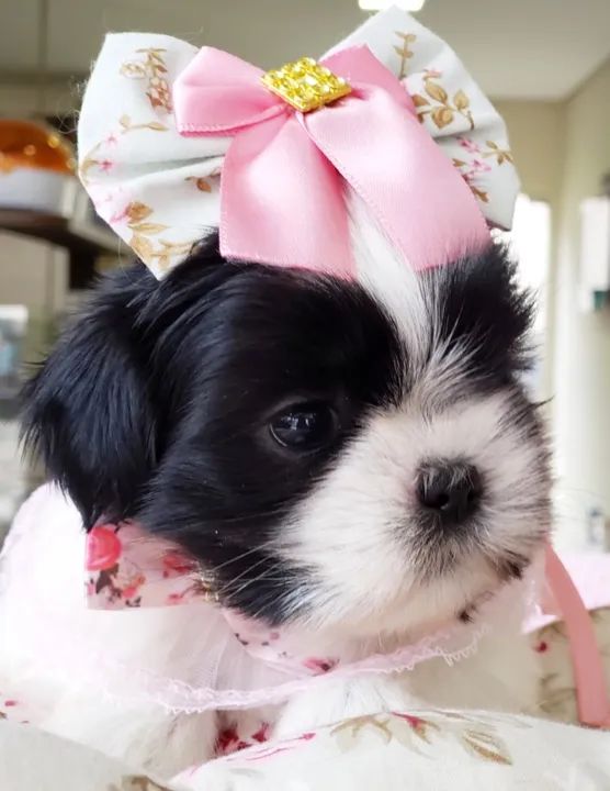 filhote de Shihtzu 